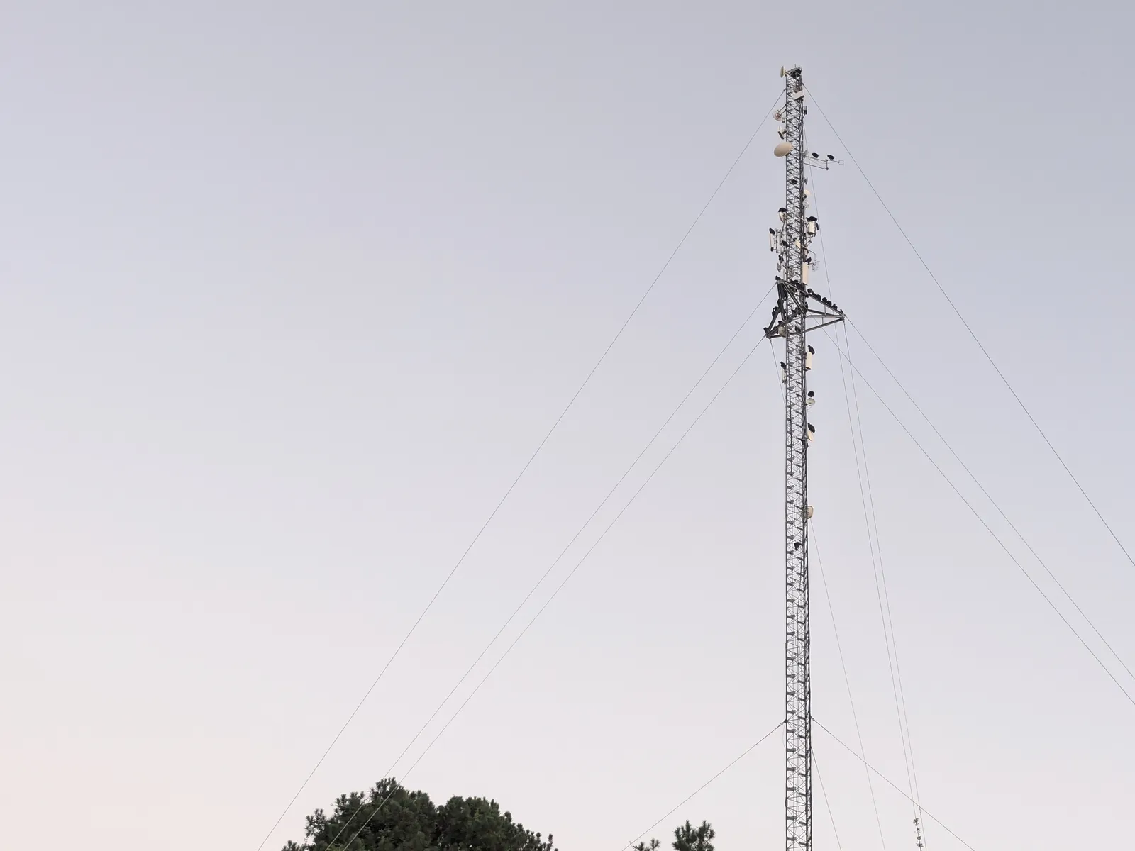 The tower that carries Bullseye's antennas, against the early morning sky